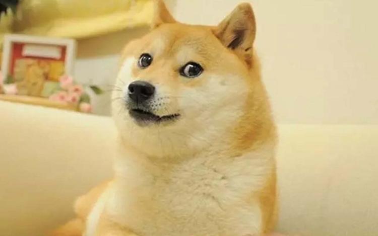 Crypto World Icon Kabosu Passes Away 2